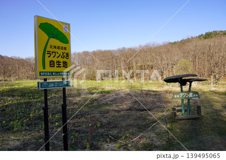 ラワンブキ鑑賞ほ場の春(足寄町 ラワンブキ鑑賞ほ場の春(足寄町 139495065