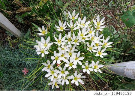 White Rain Lily Zephyranthes Candida Flowers in Garden. Beautiful Blooming petal bud bush top view White Rain Lily Zephyranthes Candida Flowers in Garden. Beautiful Blooming petal bud bush top view 139495159