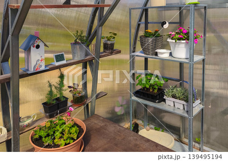 Sunny polycarbonate greenhouse interior with metal and wooden shelves holding geraniums, petunias, seedlings, lavender, decorative birdhouse, digital clock and garden tools 139495194