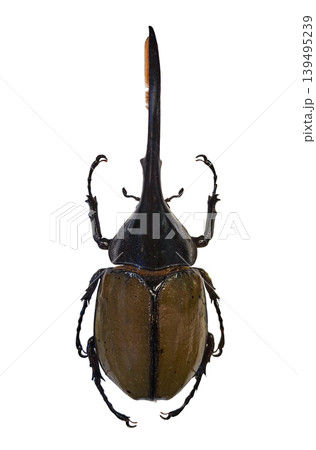 A giant Hercules beetle is shown isolated on a plain background. This beetle is known for its large size and distinct shape. It displays its horns and body clearly. A giant Hercules beetle is shown isolated on a plain background. This beetle is known for its large size and distinct shape. It displays its horns and body clearly. 139495239