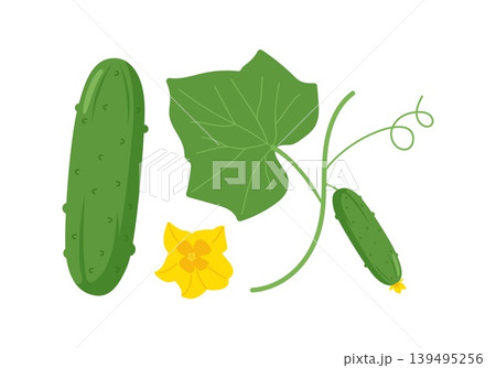 Green cucumber set with fresh vegetables leaves and yellow flower isolated on white background 139495256