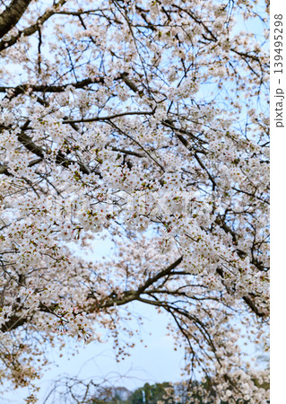 姿川アメニティパークの桜(栃木県下野市) 姿川アメニティパークの桜(栃木県下野市) 139495298
