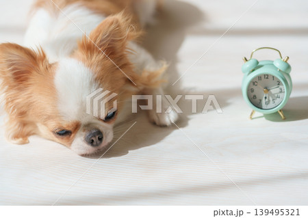 眠そうな犬と目覚まし時計 眠そうな犬と目覚まし時計 139495321