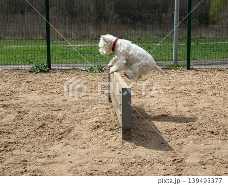 A Westie dog performs a jump over a wooden hurdle during an outdoor agility training session. The dog displays focus and energy while practicing its skills in a training space. A Westie dog performs a jump over a wooden hurdle during an outdoor agility training session. The dog displays focus and energy while practicing its skills in a training space. 139495377