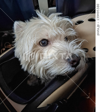 A small white terrier sits in a travel bag, looking out curiously from its carrier in a dark aircraft cabin while being transported. A small white terrier sits in a travel bag, looking out curiously from its carrier in a dark aircraft cabin while being transported. 139495380