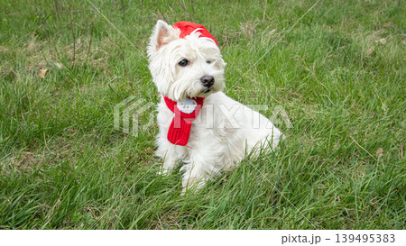 A Westie dog sits in green grass wearing a red hat and scarf. The dog looks away from the camera while enjoying the outdoors on a sunny day. A Westie dog sits in green grass wearing a red hat and scarf. The dog looks away from the camera while enjoying the outdoors on a sunny day. 139495383