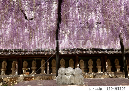 田原市潮音寺の「フジ棚」 139495395