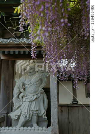 田原市潮音寺の「フジ棚」 139495406