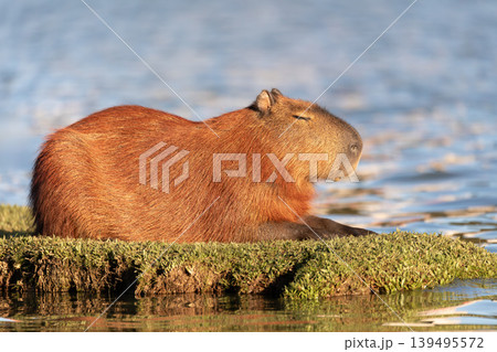 Capybara (Hydrochoerus hydrochaeris) in Barigui Park, Curitiba municipal park, Parana. Brazil. Brazilian wildlife. 139495572