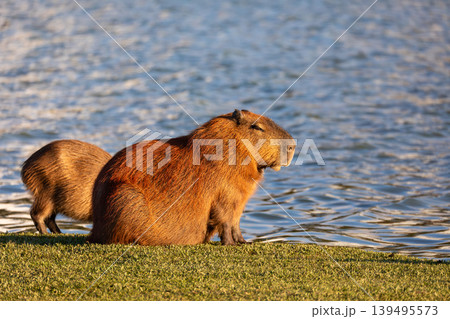 Capybara (Hydrochoerus hydrochaeris) in Barigui Park, Curitiba municipal park, Parana. Brazil. Brazilian wildlife. Capybara (Hydrochoerus hydrochaeris) in Barigui Park, Curitiba municipal park, Parana. Brazil. Brazilian wildlife. 139495573