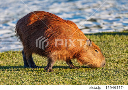 Capybara (Hydrochoerus hydrochaeris) in Barigui Park, Curitiba municipal park, Parana. Brazil. Brazilian wildlife. 139495574
