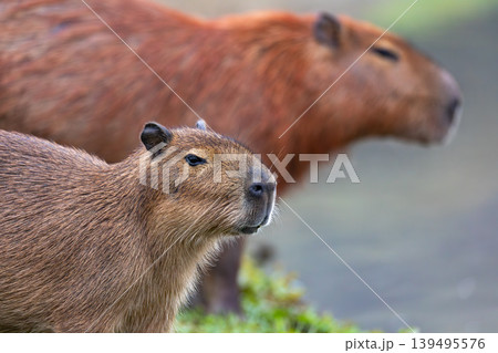 Capybara family in Barigui Park, Curitiba, Brazil. Wild rodents in nature Capybara family in Barigui Park, Curitiba, Brazil. Wild rodents in nature 139495576
