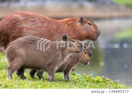 Capybara family in Barigui Park, Curitiba, Brazil. Wild rodents in nature Capybara family in Barigui Park, Curitiba, Brazil. Wild rodents in nature 139495577