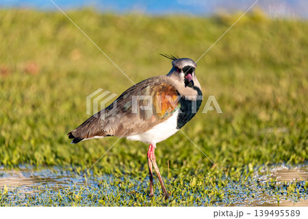 Southern lapwing (Vanellus chilensis), Curitiba, Parana. Brazil. Brazilian wildlife and birdwatching. 139495589