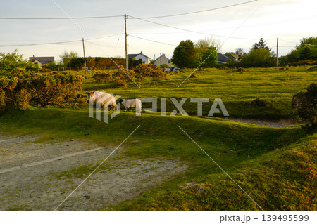 Evening view of moorland  139495599
