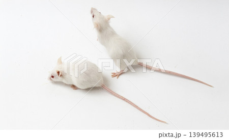 Cute white pet mouse standing and eating food, isolated on white. Cute white pet mouse standing and eating food, isolated on white. 139495613