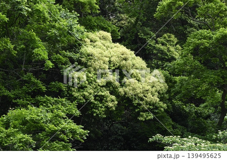 春の常緑広葉樹林 春の常緑広葉樹林 139495625