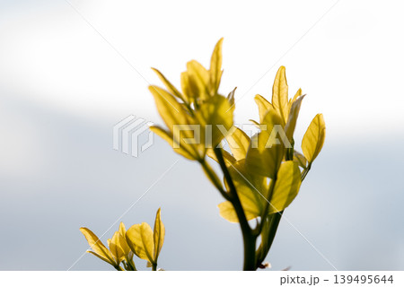 the trifoliate orange, Citrus trifoliata, Poncirus trifoliata, a member of the family Rutaceae. the trifoliate orange, Citrus trifoliata, Poncirus trifoliata, a member of the family Rutaceae. 139495644
