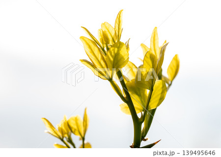 the trifoliate orange, Citrus trifoliata, Poncirus trifoliata, a member of the family Rutaceae. the trifoliate orange, Citrus trifoliata, Poncirus trifoliata, a member of the family Rutaceae. 139495646