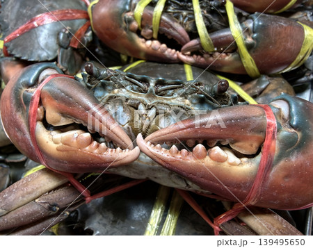 Close-up of live serrated mud crabs tied with plastic rope 139495650