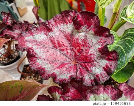 A close view shows a Begonia Rex plant with a large leaf that has deep red and silver patterns. The setting appears to be indoors with other plants nearby. A close view shows a Begonia Rex plant with a large leaf that has deep red and silver patterns. The setting appears to be indoors with other plants nearby. 139495658