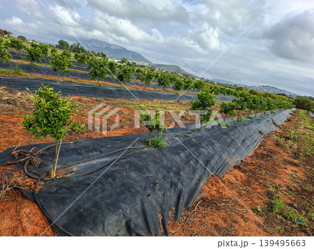 Young orange trees grow in a mountain valley with irrigation lines and weed control fabric on the ground. Open land surrounds the orchard under a cloudy sky. Young orange trees grow in a mountain valley with irrigation lines and weed control fabric on the ground. Open land surrounds the orchard under a cloudy sky. 139495663
