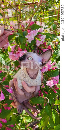 Close up of a Sphynx cat peeking out of dense foliage with pink blossoms, garden nature curiosity Close up of a Sphynx cat peeking out of dense foliage with pink blossoms, garden nature curiosity 139495720