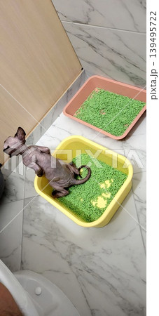 Hairless cat sitting in a yellow litter box on a tiled bathroom floor, domestic pet hygiene 139495722