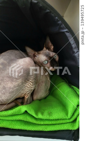 Hairless Sphynx cat curled into a ball inside a black pet bed, cozy indoor lifestyle Hairless Sphynx cat curled into a ball inside a black pet bed, cozy indoor lifestyle 139495725