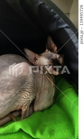 Hairless Sphynx cat curled up on a bright green blanket inside a pet carrier, cozy pet lifestyle Hairless Sphynx cat curled up on a bright green blanket inside a pet carrier, cozy pet lifestyle 139495726