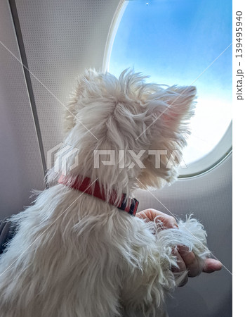 A West Highland White Terrier puppy watches the sky from an airplane window. The puppy appears curious and alert as it enjoys the view while traveling. A West Highland White Terrier puppy watches the sky from an airplane window. The puppy appears curious and alert as it enjoys the view while traveling. 139495940