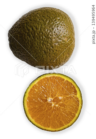 Juicy Chocolate Navelin orange is shown in cross section. The fruit has a round shape with brownish green rind and bright orange pulp inside. This view highlights the fruit's unique features. 139495964