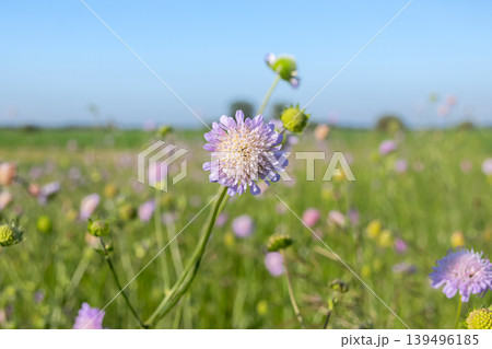 Purple Knautia arvensis flowers blooming in summer meadow. 139496185