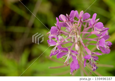 Purple Fireweed flowers blooming in the forest in green foliage. Purple Fireweed flowers blooming in the forest in green foliage. 139496187