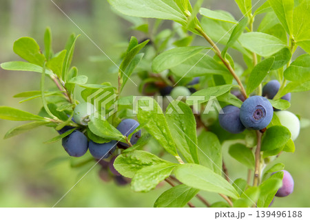 Ripe blue berries of Dwarf bilberry on a branch with leaves. Ripe blue berries of Dwarf bilberry on a branch with leaves. 139496188
