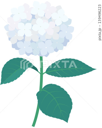 茎と葉っぱ付きの紫陽花のイラスト2(白) 茎と葉っぱ付きの紫陽花のイラスト2(白) 139496223