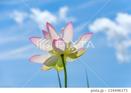 青空に透けるピンクの蓮の花と夏の白い雲 139496375