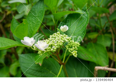 開花を待つガクアジサイの蕾と白い装飾花 開花を待つガクアジサイの蕾と白い装飾花 139496464