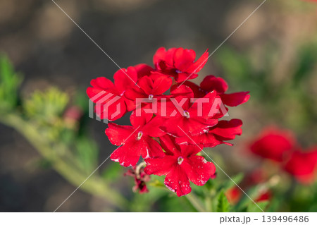 鮮やかな赤色のバーベナの花が密集して咲く初夏の風景 139496486