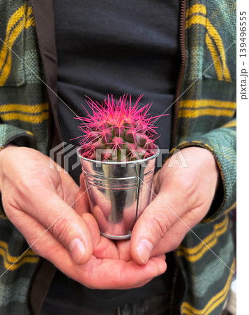Man holding a small pink cactus in a metal pot. Gardener taking care of a succulent plant in a bucket. Nature and home gardening concept for botanical decor and interior design. Man holding a small pink cactus in a metal pot. Gardener taking care of a succulent plant in a bucket. Nature and home gardening concept for botanical decor and interior design. 139496555