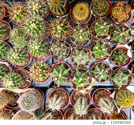 Top view of many different small cacti in brown pots. Collection of succulent plants for home decoration and gardening. Desert vegetation arrangement for greenhouse and indoor garden. Top view of many different small cacti in brown pots. Collection of succulent plants for home decoration and gardening. Desert vegetation arrangement for greenhouse and indoor garden. 139496560