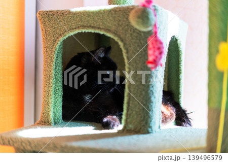 Black cat resting inside a green soft cat tree house. Domestic pet relaxing in a cozy activity tower. Animal furniture for home comfort and feline play equipment in a bright room. Black cat resting inside a green soft cat tree house. Domestic pet relaxing in a cozy activity tower. Animal furniture for home comfort and feline play equipment in a bright room. 139496579