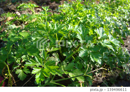 A close-up of parsley growing in the garden        139496611