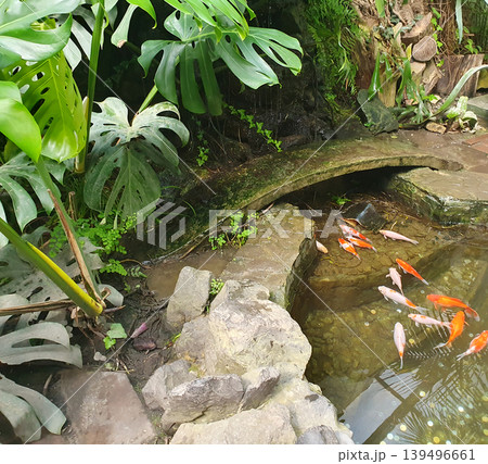 Decorative pond with koi fish surrounded by large monstera leaves. Exotic garden with stone bridge and tropical plants 139496661