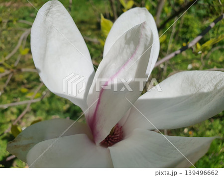 Delicate white magnolia flower with pink core on a spring garden background 139496662
