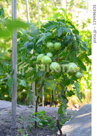 young tomato bush with many green fruits in the garden 139496838