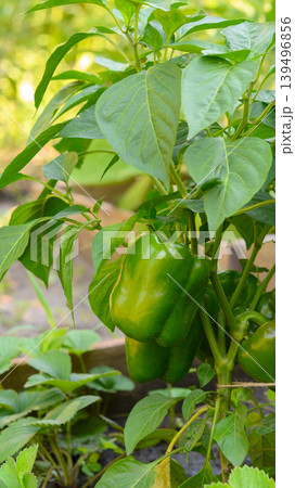 single large green pepper on a plant branch in the garden 139496856