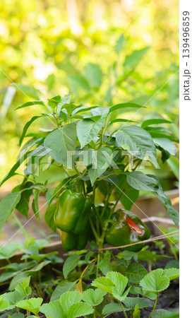 green pepper bush against a blurred summer garden background green pepper bush against a blurred summer garden background 139496859