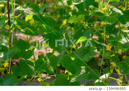 leaves and yellow cucumber flowers on a net in the garden leaves and yellow cucumber flowers on a net in the garden 139496860