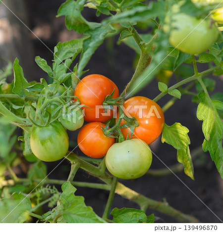 close up of a tomato cluster with red and green fruits on a vine close up of a tomato cluster with red and green fruits on a vine 139496870